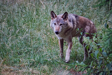 Europäischer Wolf ( Canis lupus ) .