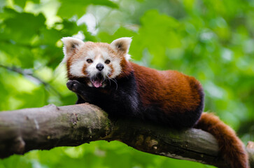 Fototapeta premium red panda in tree