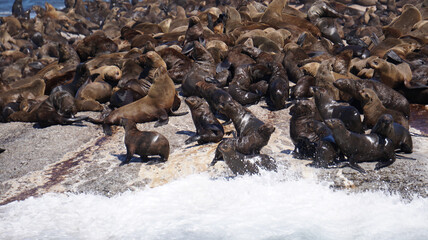 Seals resting on South Africa seal island middle of blue strong wave ocean tourist attraction near Cape town