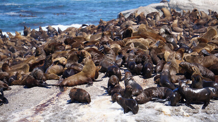 Seals resting on South Africa seal island middle of blue strong wave ocean tourist attraction near Cape town