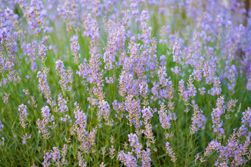 Fototapeta premium summer landscape of lavender field