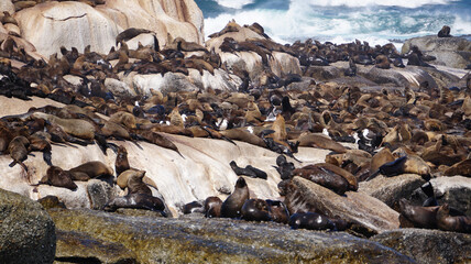 Seals resting on South Africa seal island middle of blue strong wave ocean tourist attraction near Cape town