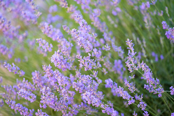Obraz premium summer landscape of lavender field