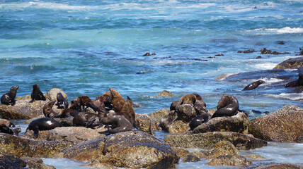 Seals resting on South Africa seal island middle of blue strong wave ocean tourist attraction near Cape town