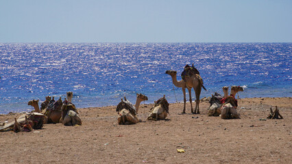 Dahab- Egypt Oct 06, 2020: Camels resting after tour in Abu Galum Natural reserves land in Dahab City - Egypt