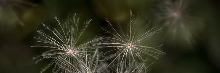 Panorama of fluffy Milk Thistle seeds (Silybum marianum) in a meadow
