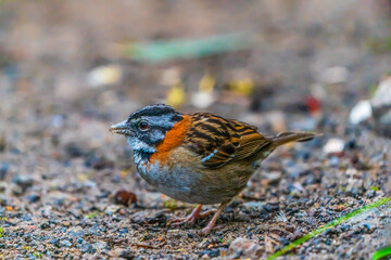 Rufous-collared sparrow on the ground