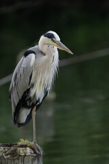 Fototapeta premium Heron