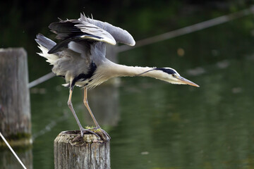 Heron
