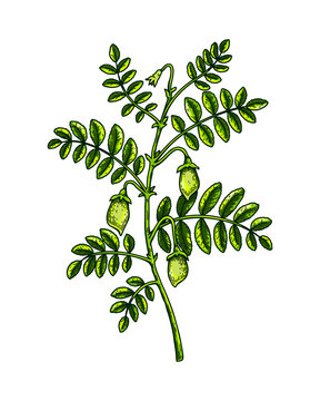 Hand drawn chickpeas branch with leaves and  pods. Colorful botany vector illustration in sketch style