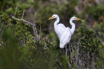 Two Snowy Egrets perched above their nest