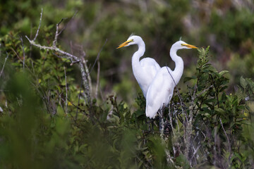 Fototapeta premium Two Snowy Egrets perched above their nest