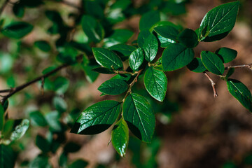 close up dark green leaves