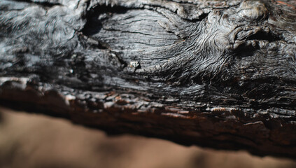 Branch with rough thick gray wood texture and blurred background