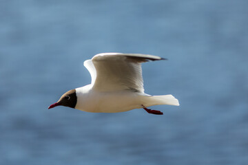 portrait of a seagull in flight