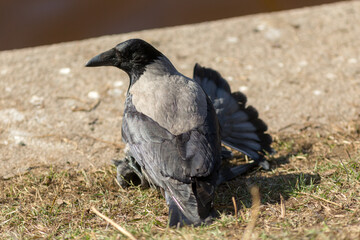 crow attacked a dove on the ground