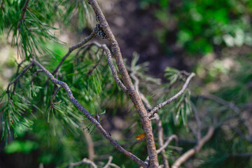 Close-up pine branch with blurred background