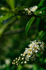 Close up white flowers bloom in spring