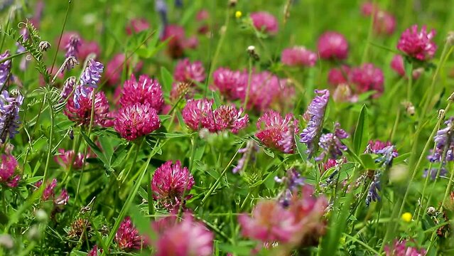 Summer alpine meadow with colorful wildflowers. Clover flowers and grass sway in the warm summer wind. 