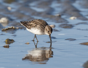 Semi-palmated Sandpiper feeding on beach