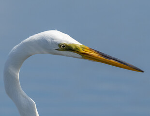 Summer plumage Great Egret