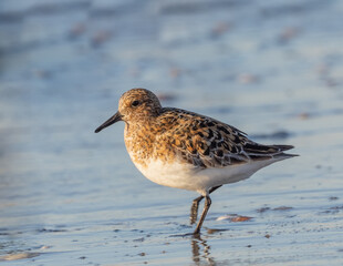 Summer plumage Sanderling on beach