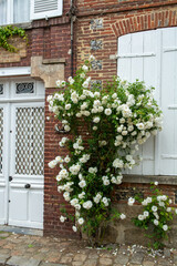 Blossom of fragrant colorful roses on narrow streets of small village Gerberoy, Normandy, France