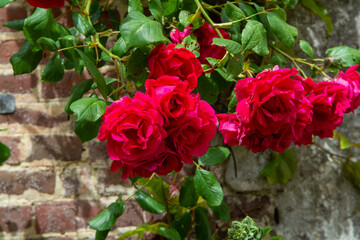 Blossom of fragrant colorful roses on narrow streets of small village Gerberoy, Normandy, France
