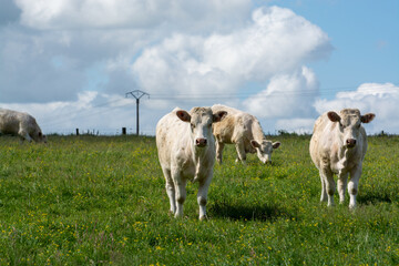 Fototapeta premium Herd of cows resting on green grass pasture, milk and cheese production in Normandy, France