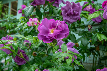 Blossom of fragrant colorful roses on narrow streets of small village Gerberoy, Normandy, France