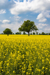 Colorful yellow agricultural filelds iwth blooming canola, rapeseed or rape at sunny day with beautiful blue clouded sky and lonely tree