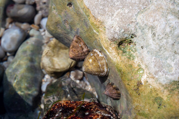 Edible sea water molluscs Patella caerulea, species of limpet in family Patellidae