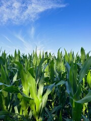 Field with green corn, blue sky