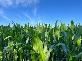 Field with green corn, blue sky