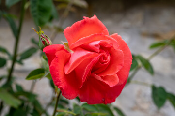 Blossom of fragrant colorful roses on narrow streets of small village Gerberoy, Normandy, France