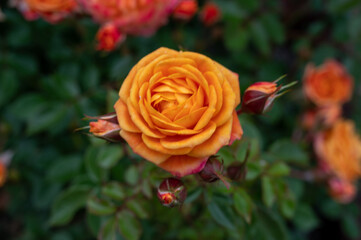 Blossom of fragrant colorful roses on narrow streets of small village Gerberoy, Normandy, France