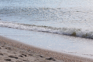 seashells, sand on the beach, barnacles on the sea, surf