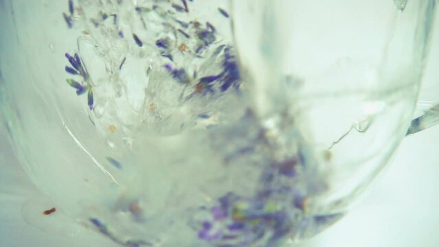 Brewing tea from fresh lavender flowers on a white background. A stream of boiling water is poured into a cup of tea. Slow motion.