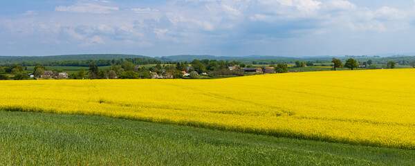 Colorful yellow agricultural filelds iwth blooming canola, rapeseed or rape at sunny day with beautiful blue clouded sky and lonely tree