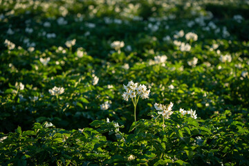 Fototapeta na wymiar A flowering potato field a summer morning at Toten, Oppland, Norway.