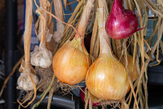 Drying tied up onions and garlic