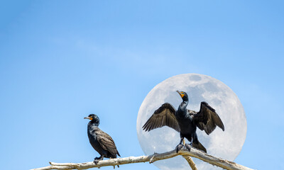 Double-crested cormorants (Nannopterum auritum) with the full moon in the sky