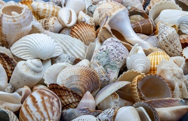 Sea shells background, the concept of sea resort rest and vacation
