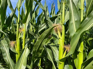 Field with green corn, blue sky