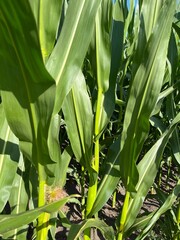 Field with green corn, blue sky