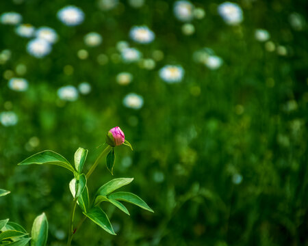 Peony bud in foreground of flower patch in meadow of Hayward, WI