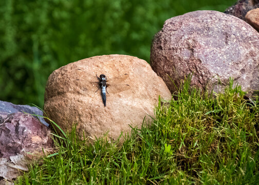Blue Dasher dragonfly resting on a rock
