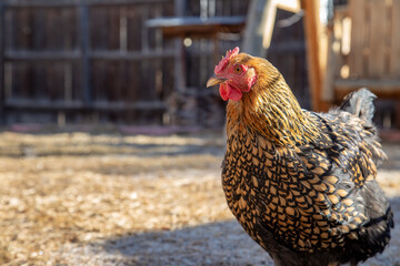 Colorful rooster in a backyard farm