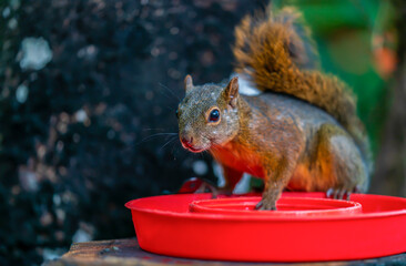 A squirrel that broke a hummingbird feeder for water