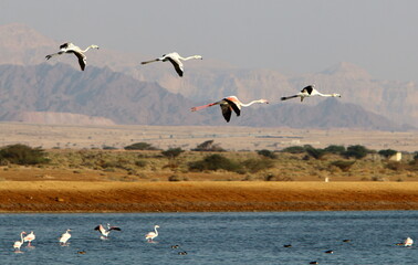 White flamingos on a lake with fresh water